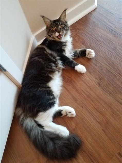 maine coon cat rescue san diego